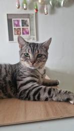 Britse korthaar kater, Dieren en Toebehoren, Kater, 0 tot 2 jaar