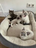 Ragdoll X kittens, Dieren en Toebehoren, Katten en Kittens | Raskatten | Korthaar, Meerdere dieren, Ontwormd