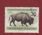 Fauna - Dieren - Bison - Hongarije - 30 ft - Budapest Zoo -, Ophalen of Verzenden, Gestempeld, Dier of Natuur