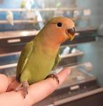 Agapornissen super lief en super tam., Dieren en Toebehoren, Vogels | Parkieten en Papegaaien, Meerdere dieren, Dwergpapegaai of Agapornis