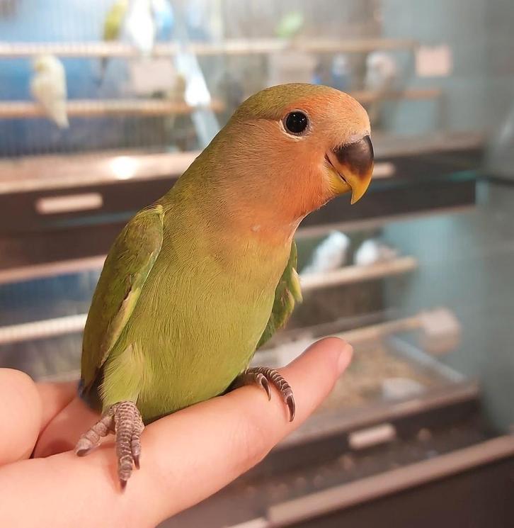 Agapornissen super lief en super tam., Dieren en Toebehoren, Vogels | Parkieten en Papegaaien, Dwergpapegaai of Agapornis, Meerdere dieren