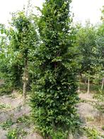 zuil haagbeuk, Tuin en Terras, Planten | Bomen, Bloeit niet, 250 tot 400 cm, Zuilboom, Ophalen