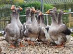Koppels Toulouse ganzen | 2025 | Raszuiver, Dieren en Toebehoren, Pluimvee, Meerdere dieren, Gans of Zwaan