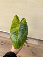 Philodendron burble marx variegata, Huis en Inrichting, Kamerplanten, Ophalen of Verzenden, Halfschaduw, Minder dan 100 cm