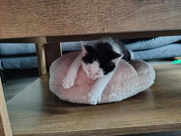 Nog 3 lieve kittens  beschikbaar voor biedingen