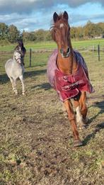 Gezocht; weiland/grasland  >1ha, Ophalen, Zo goed als nieuw, 20 m² of meer, Gras