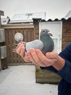 Postduiven, Dieren en Toebehoren, Vogels | Duiven, Meerdere dieren, Postduif