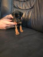 Mooie gezonde dwerg pincher puppies, Overige rassen, CDV (hondenziekte), 8 tot 15 weken, Meerdere