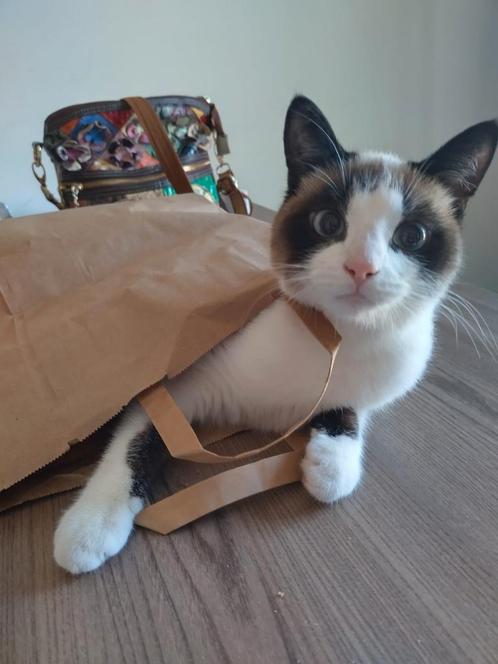 Siamees x Ragdoll te koop, Dieren en Toebehoren, Katten en Kittens | Raskatten | Korthaar, Poes, Gechipt, Ingeënt