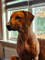 Rhodesian Ridgeback pups met stamboom verwacht, Dieren en Toebehoren, Honden | Beagles, Bassets en Lopende honden, Overige rassen