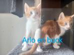 3 lieve katers, Kater