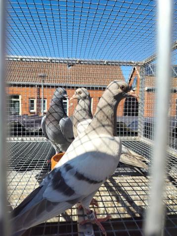 Vliegtipplers  beschikbaar voor biedingen