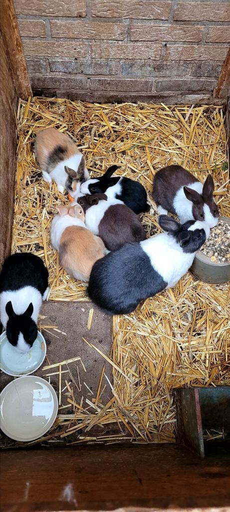 Tekoop mooie raszuivere hollanders, Dieren en Toebehoren, Konijnen, Dwerg, Meerdere dieren, 0 tot 2 jaar