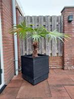 Palmboom in pot, 100 tot 250 cm, Zomer, Palmboom, Ophalen