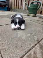 Bordercollie pups te koop  border collie, Sheepdog, Reu, 8 tot 15 weken, Meerdere