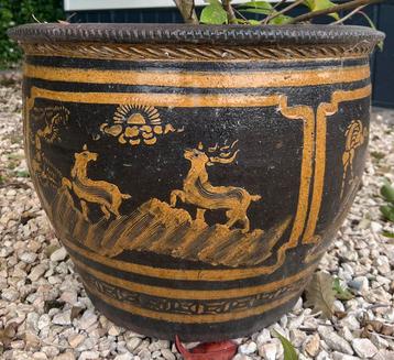 Mooie Mizubachi buiten pot beschikbaar voor biedingen