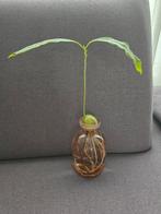 Avocado Plant in Water, Huis en Inrichting, Kamerplanten, Ophalen