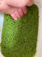 Hele emmer salvinia natans drijfplant., Ophalen, Nieuw, Plant(en), Steen of Hout