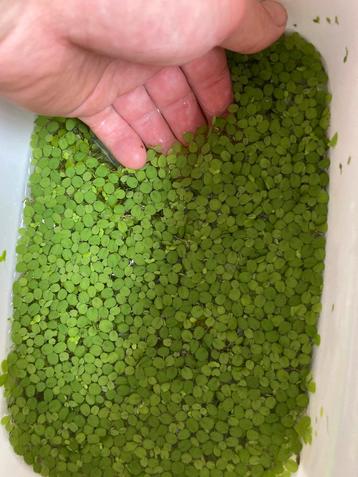 Hele emmer salvinia natans drijfplant. beschikbaar voor biedingen