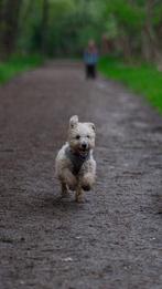 Nieuw mandje gezocht voor Evi Labradoodle x cockapoo, December, Vrouwelijk