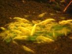 gele citroen top garnalen met neon back stripe ook verzenden, Dieren en Toebehoren, Vissen | Aquariumvissen, Kreeft, Krab of Garnaal
