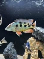 Fossorochromis Rostratus trio (malawi cichliden), Dieren en Toebehoren, Vis