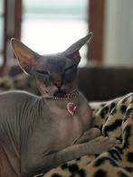 Sphynx poes zoekt 5 sterren villa !, Poes, Gechipt, 3 tot 5 jaar