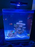 AIO zoutwater aquarium compleet 60L, Ophalen, Zo goed als nieuw, Gevuld zeewateraquarium
