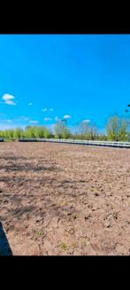 Te huur: stalling met weidegang., Dieren en Toebehoren, Stalling en Weidegang, Weidegang