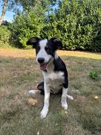 Border Collie pups, Dieren en Toebehoren, Honden | Herdershonden en Veedrijvers, 15 weken tot 1 jaar, Collie, CDV (hondenziekte)