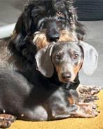 Verwacht nestje teckel pups reserveer, Dieren en Toebehoren, Honden | Teckels en Dashonden, CDV (hondenziekte), 8 tot 15 weken