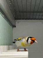 Grote Putter (Mutatie), Dieren en Toebehoren, Mannelijk, Wildzangvogel, Geringd