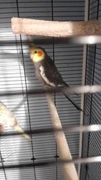 Valk parkiet, Mannelijk, Parkiet, Pratend