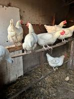 9 Sussex kippen Groot Ras, Dieren en Toebehoren, Pluimvee, Vrouwelijk, Kip