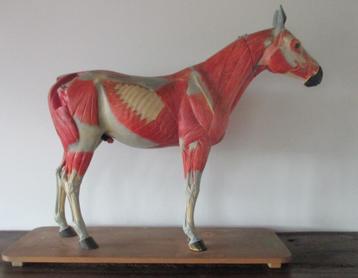zeldzaam antiek anatomisch model paard met zijn spieren beschikbaar voor biedingen