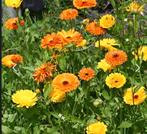 Bio zaden goudsbloem, calendula, Ophalen of Verzenden, Voorjaar, Volle zon, Zaad