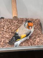 Majoor eumo split satinet man, Dieren en Toebehoren, Vogels | Overige Vogels, Mannelijk, Wildzangvogel