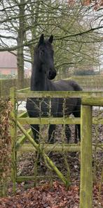 5jarige Lord Europe ruin, Dieren en Toebehoren, Paarden, Ruin, Dressuurpaard, Zadelmak, Gechipt