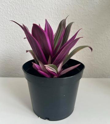 Tradescantia Spathacea Tricolor Lilac lila gekleurde plant beschikbaar voor biedingen