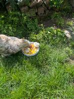 Broedeieren, Dieren en Toebehoren, Pluimvee | Toebehoren, Nieuw, Overige typen, Ophalen of Verzenden