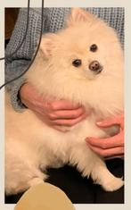 DEKREU Pomeriaan wit (Niet te koop!), Dieren en Toebehoren, Keeshond, Reu, Eén hond, 3 tot 5 jaar