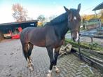 Menpaard, Dieren en Toebehoren, Paarden, Ruin, Niet van toepassing, 11 jaar of ouder, 160 tot 165 cm
