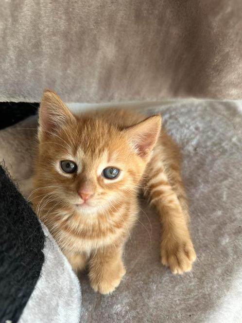 Kitten oranje, Dieren en Toebehoren, Katten en Kittens | Raskatten | Korthaar, Poes, Ontwormd