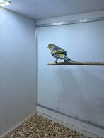 Kanarie man geel mozaiek, Dieren en Toebehoren, Mannelijk, Kleurkanarie