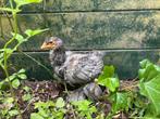 Brahma kuikens 2 hanen, Dieren en Toebehoren, Pluimvee