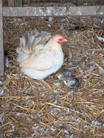 Te koop krielkipje met 2 kuikens, Dieren en Toebehoren, Pluimvee, Meerdere dieren, Kip