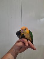 Tamme caique's., Dieren en Toebehoren, Vogels | Parkieten en Papegaaien, Geslacht onbekend, Papegaai, Geringd