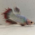Betta splendens man 46, Dieren en Toebehoren, Vissen | Aquariumvissen, Vis