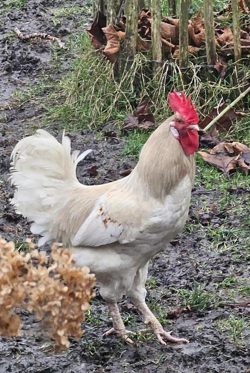 Gratis af te halen: grote, sterke haan Henkie, Dieren en Toebehoren, Pluimvee, Kip, Mannelijk