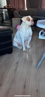 Amerikaanse bulldog (bobba), 1 jaar.SPOED!, Rabiës (hondsdolheid), Reu, 1 tot 2 jaar, Bulldog